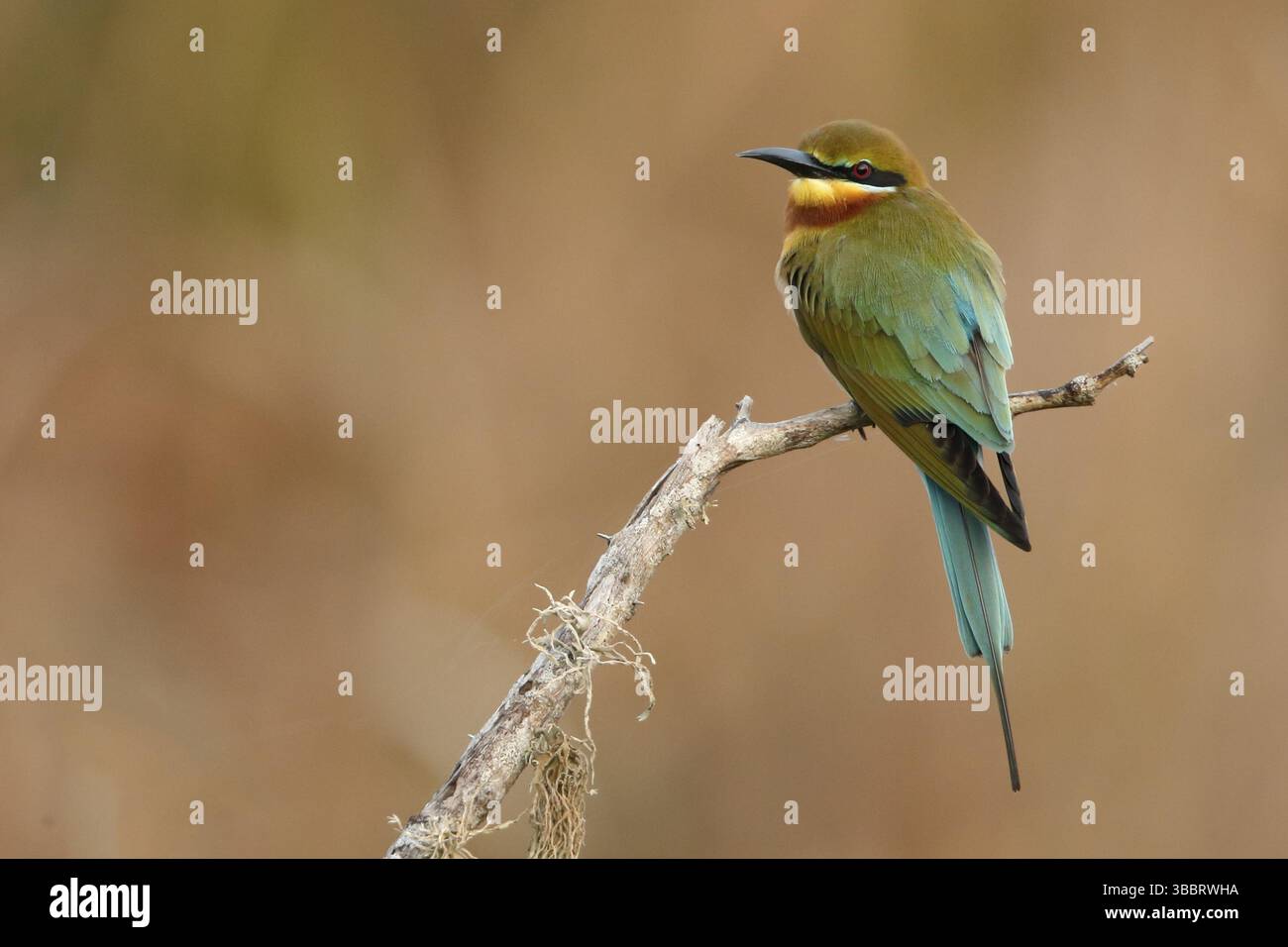 Blue-tailed Bee-eater (Merops philippinus), Sri Lanka, Asia Stock Photo ...