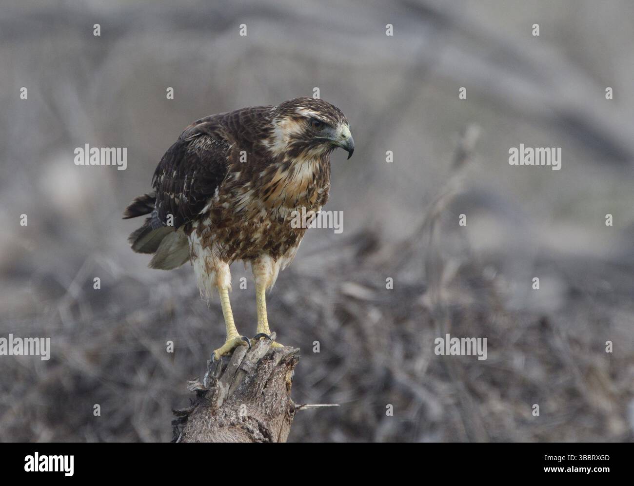Variable Hawk (Geranoaetus polyosoma) juvenile, Guayas, Ecuador, South ...