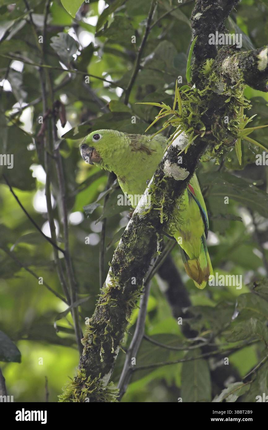 Southern Mealy Amazon (Amazona farinosa), Costa Rica, Central America ...