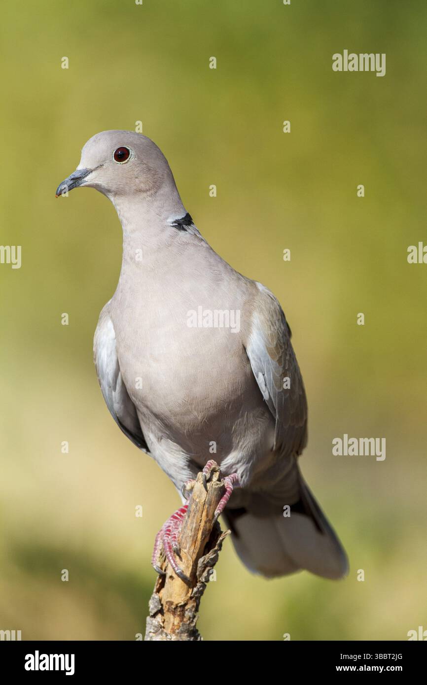 Eurasian Collared Dove Streptopelia Decaocto Alicante Spain Europe eurasian-collared-dove-streptopelia-decaocto-alicante-spain-europe