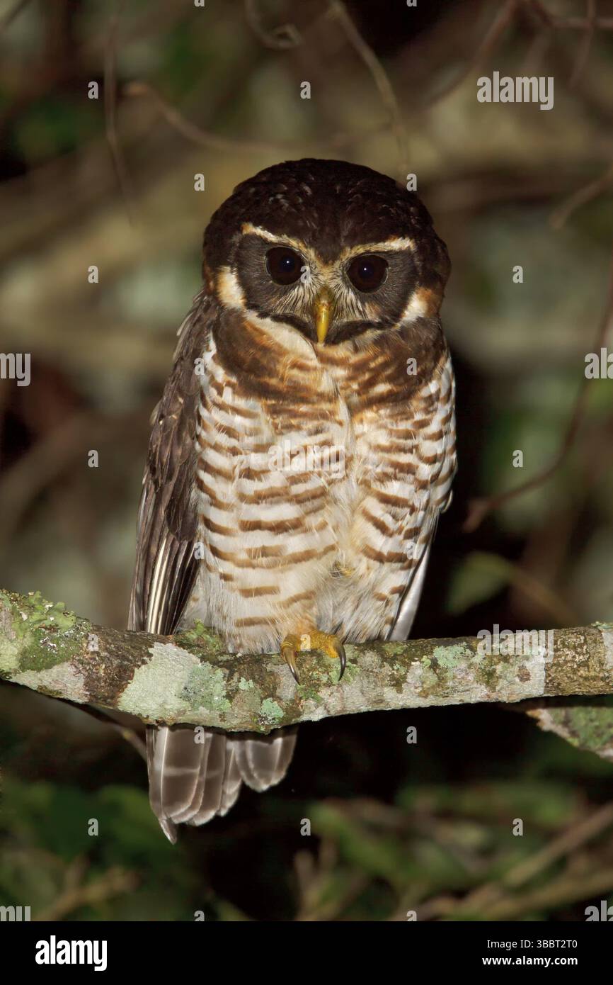 pulsatrix melanota Band-bellied Owl (Pulsatrix melanota) · iNaturalist main image 0