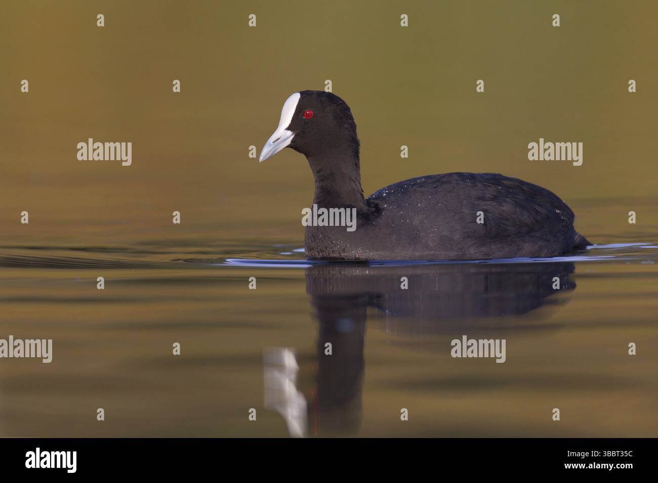 Australian Coot (Fulica atra australis), Victoria, Australia, Oceania Stock Photo