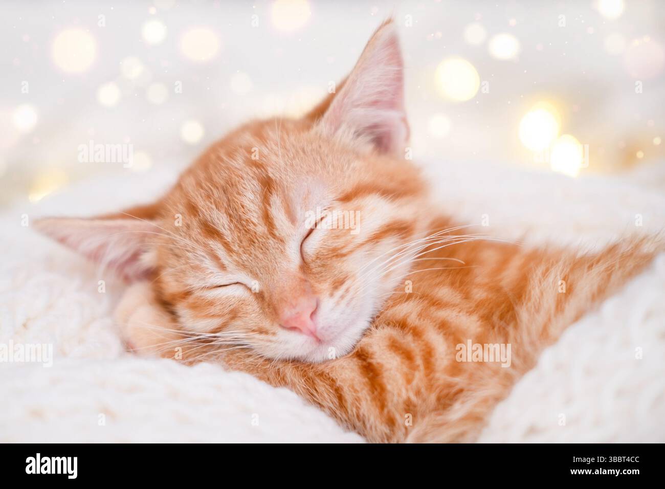 Sleeping cute red kitten on Christmas background. Stock Photo