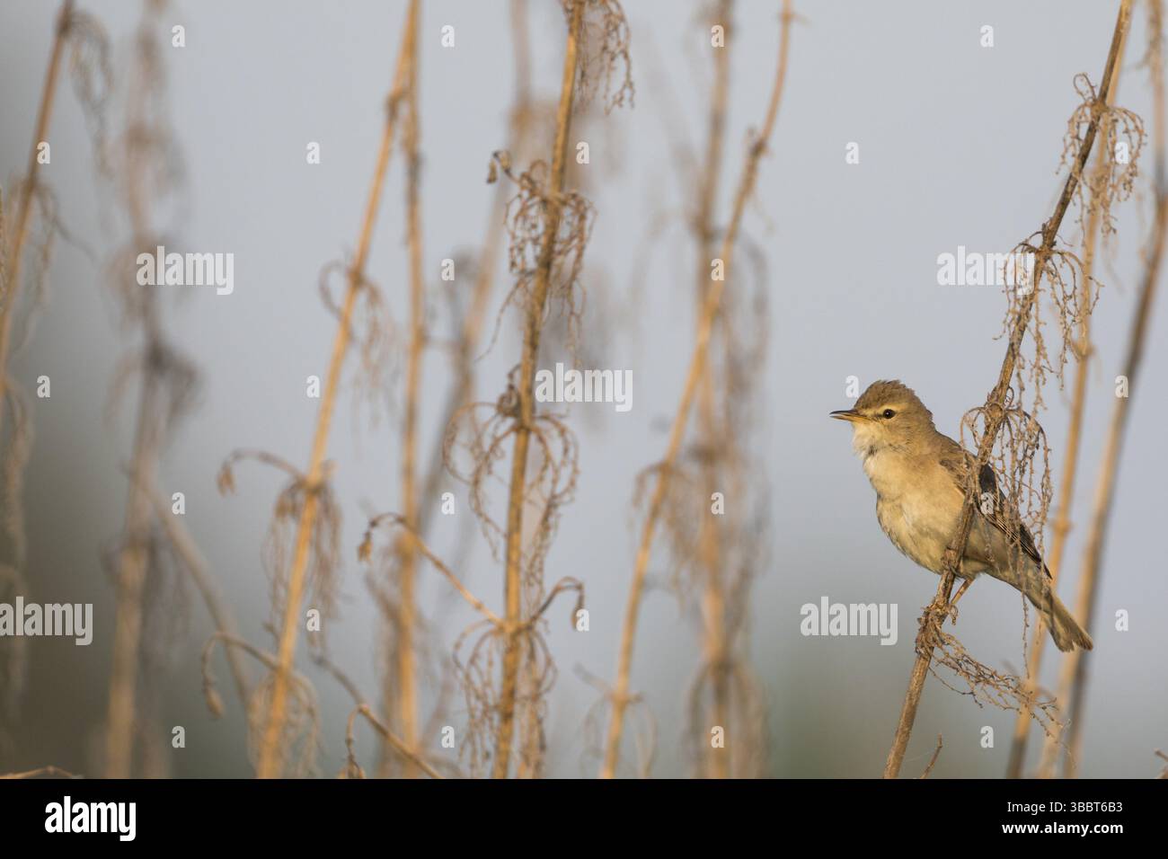 Booted Warbler - Buschspoetter - Iduna caligata, Russia (Ural Stock ...