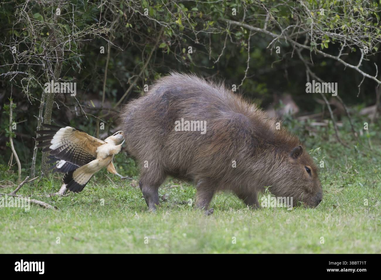 A Yellow-headed Caracara feeds from the rear end of a Capybara. In this ...