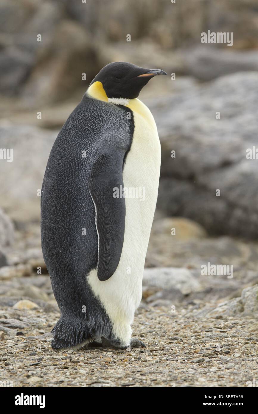 Emperor Penguin (Aptenodytes forsteri), Ross Sea Antarctica Stock Photo ...