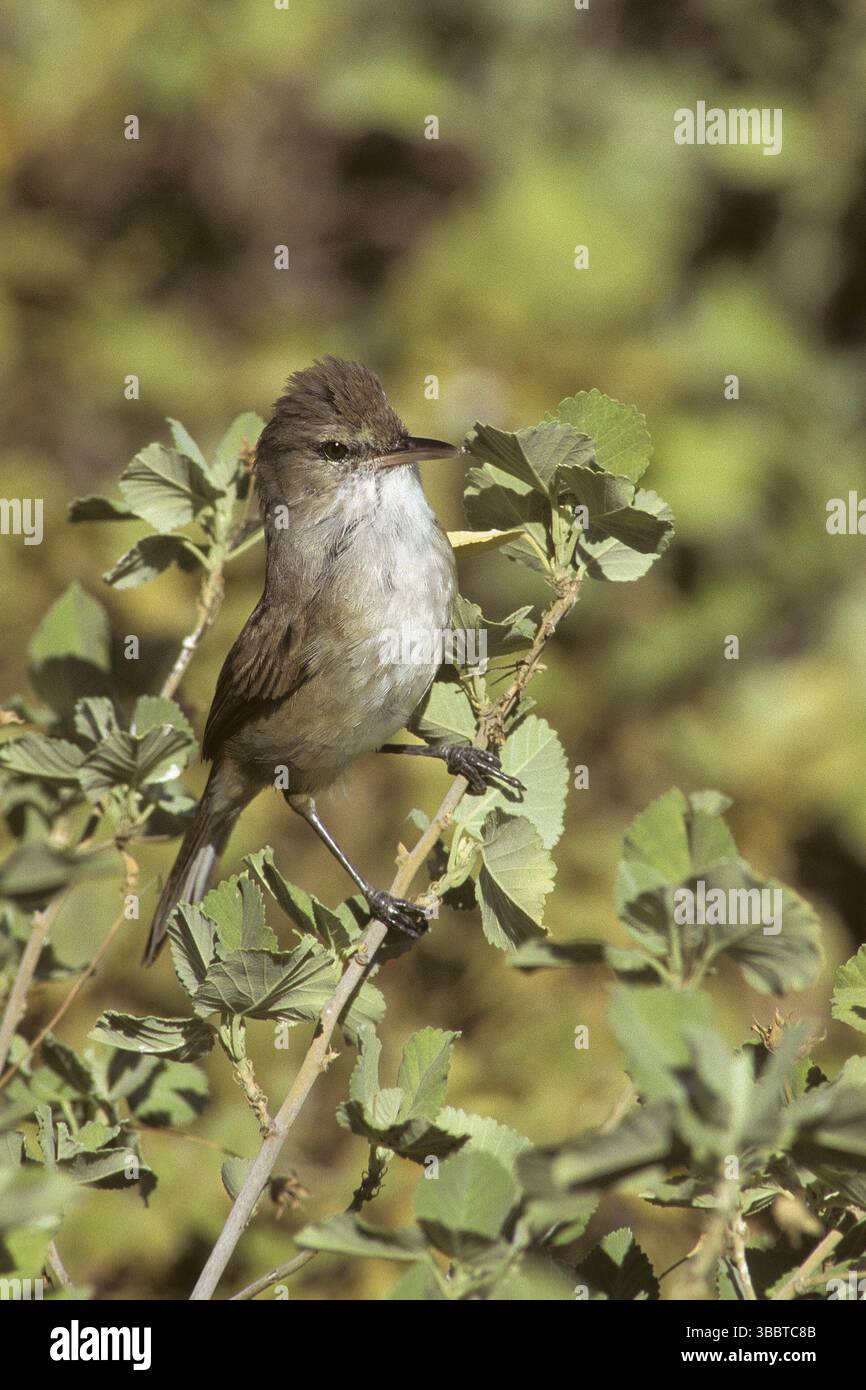 Millerbird hi-res stock photography and images - Alamy