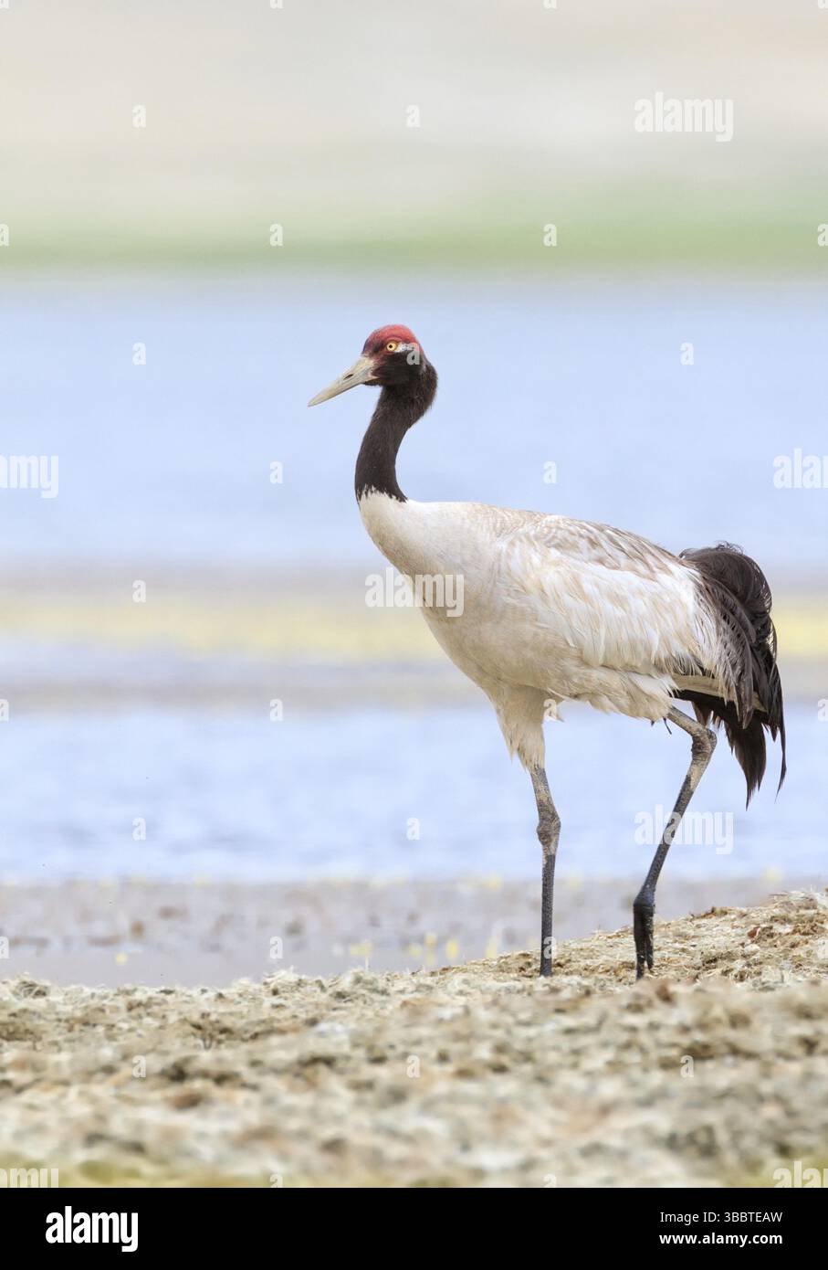 Black-necked Crane (Grus nigricollis), Ladakh, India, Asia Stock Photo ...