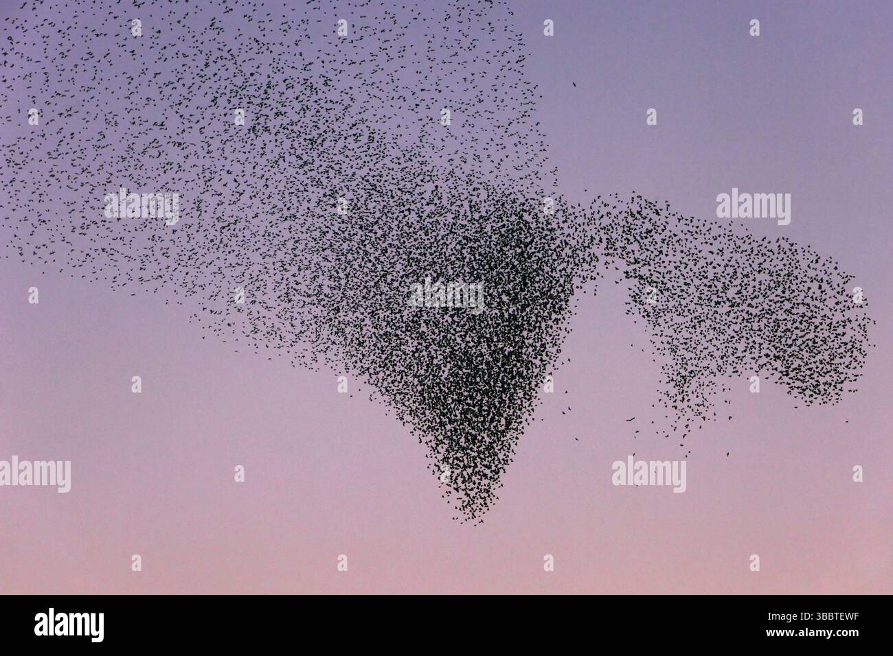 Starenschwarm wird von Greifvogel angegriffen; lat. Sturnus vulgaris Stock Photo