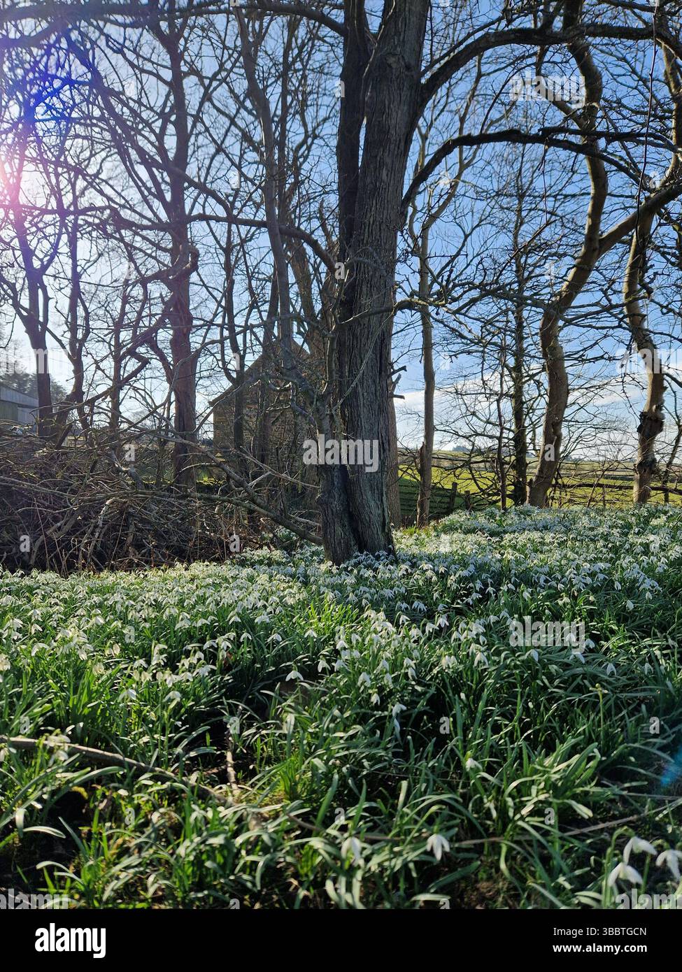 Snowdrops growing by the roadside in Northumberland, UK - Smartphone Captured Stock Image