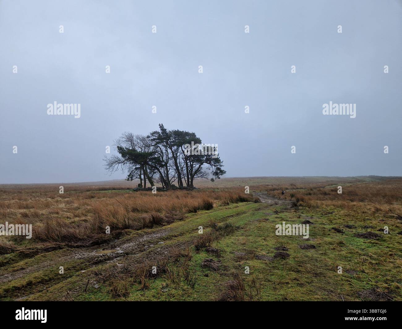 Moorland copse in misty winter weather - Smartphone Captured Stock Image