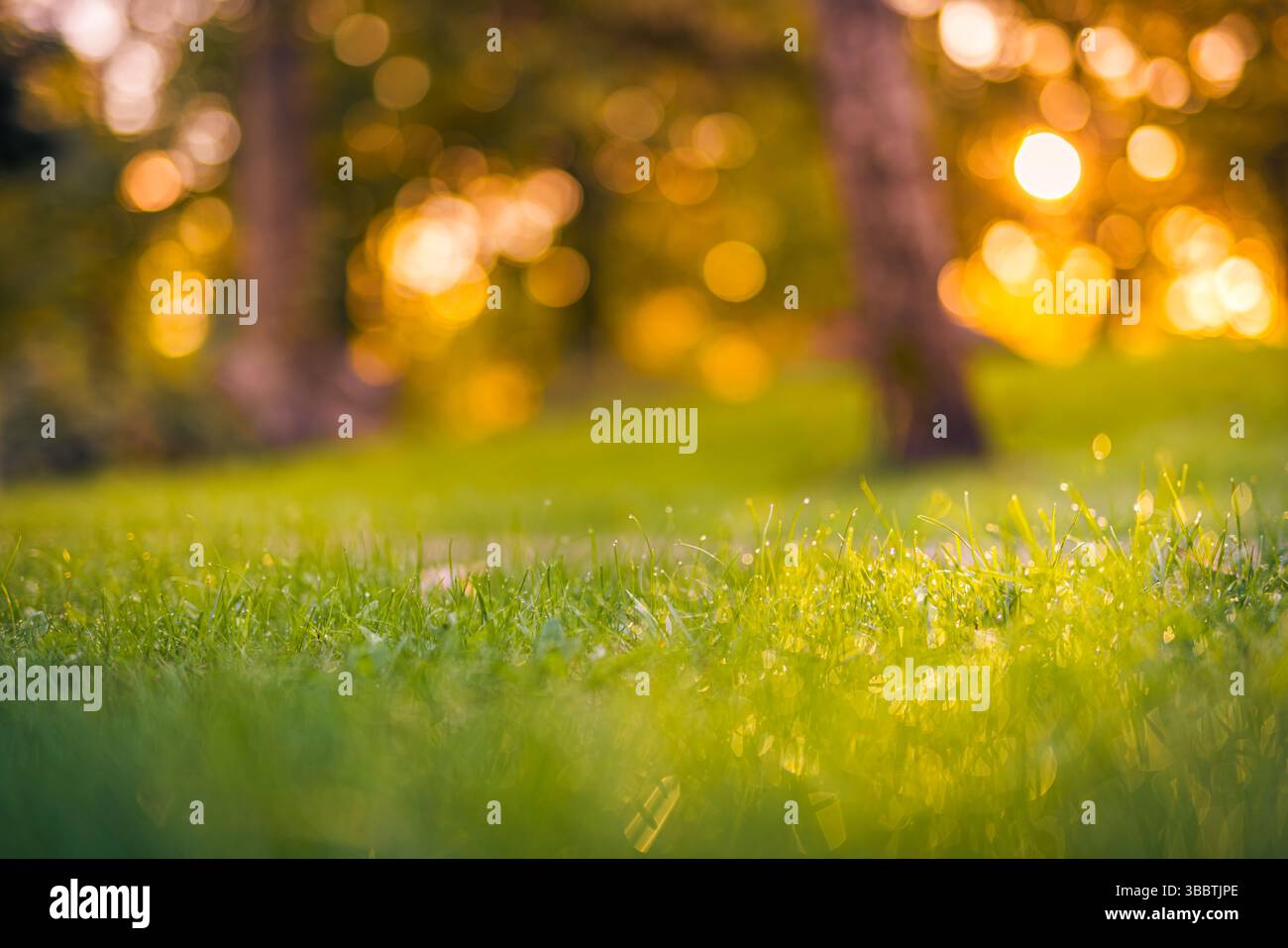 Morning dew on grass with warm sunrise sunlight blurred lush foliage majestic nature background in park garden peaceful atmosphere Stock Photo