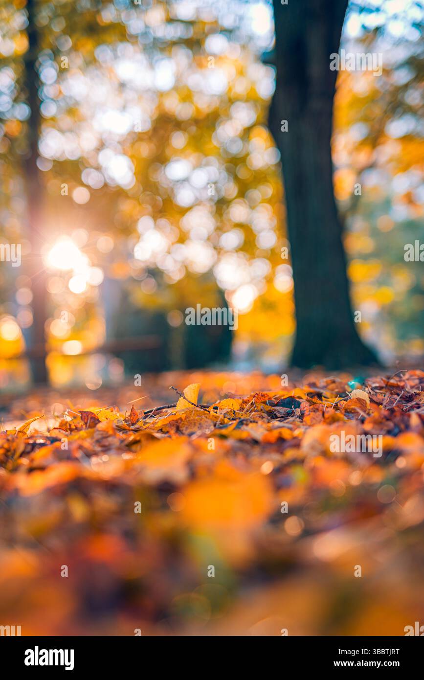 Closeup of autumn leaves on park garden ground with blurred bokeh background of forest trees, seasonal fall foliage natural landscape. Warm sunlight Stock Photo