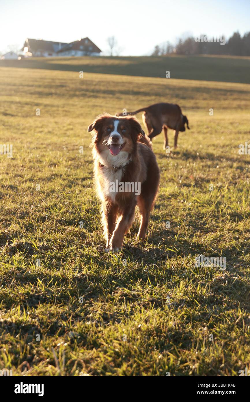 Two dogs are playing in a field Stock Photo - Alamy