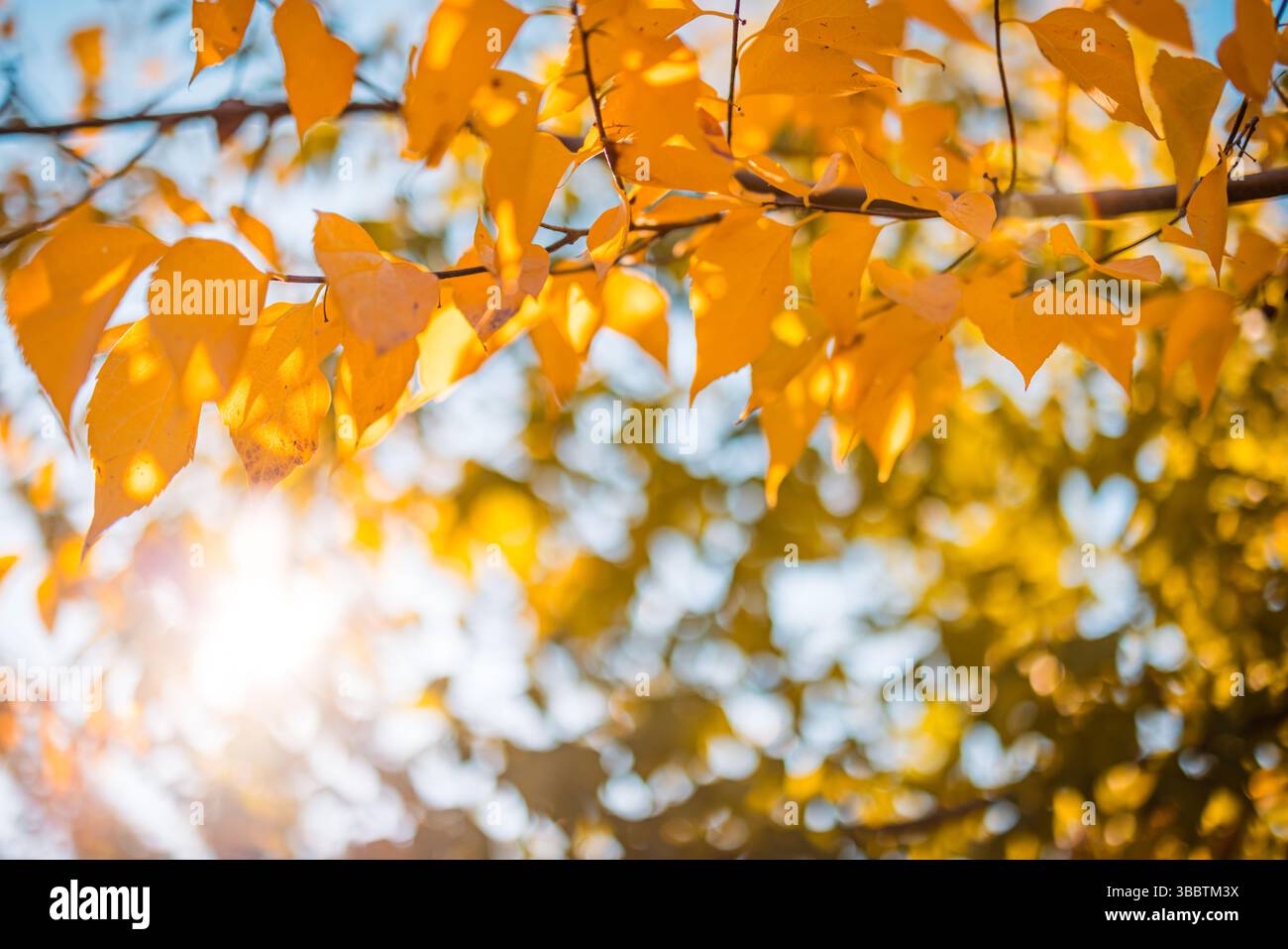 Peaceful pastel autumn colors with yellow golden leaves against blue sky vintage seasonal background sunset beams idyllic abstract natural wall art Stock Photo