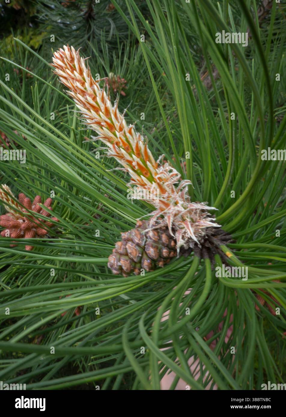 Pine cone, macro shot, close up Stock Photo