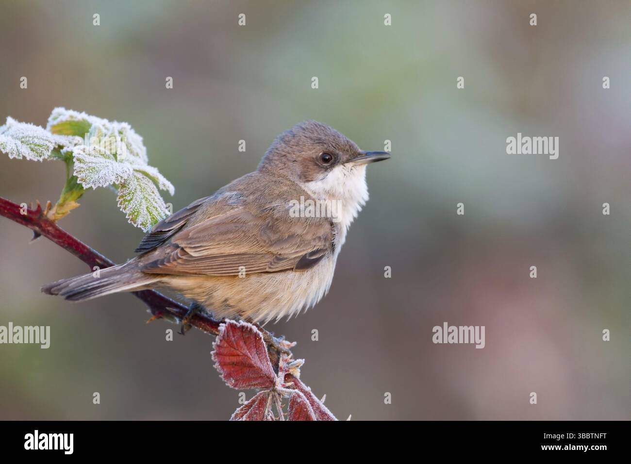 lesser-whitethroat-sylvia-curruca-baden-wuerttemberg-germany