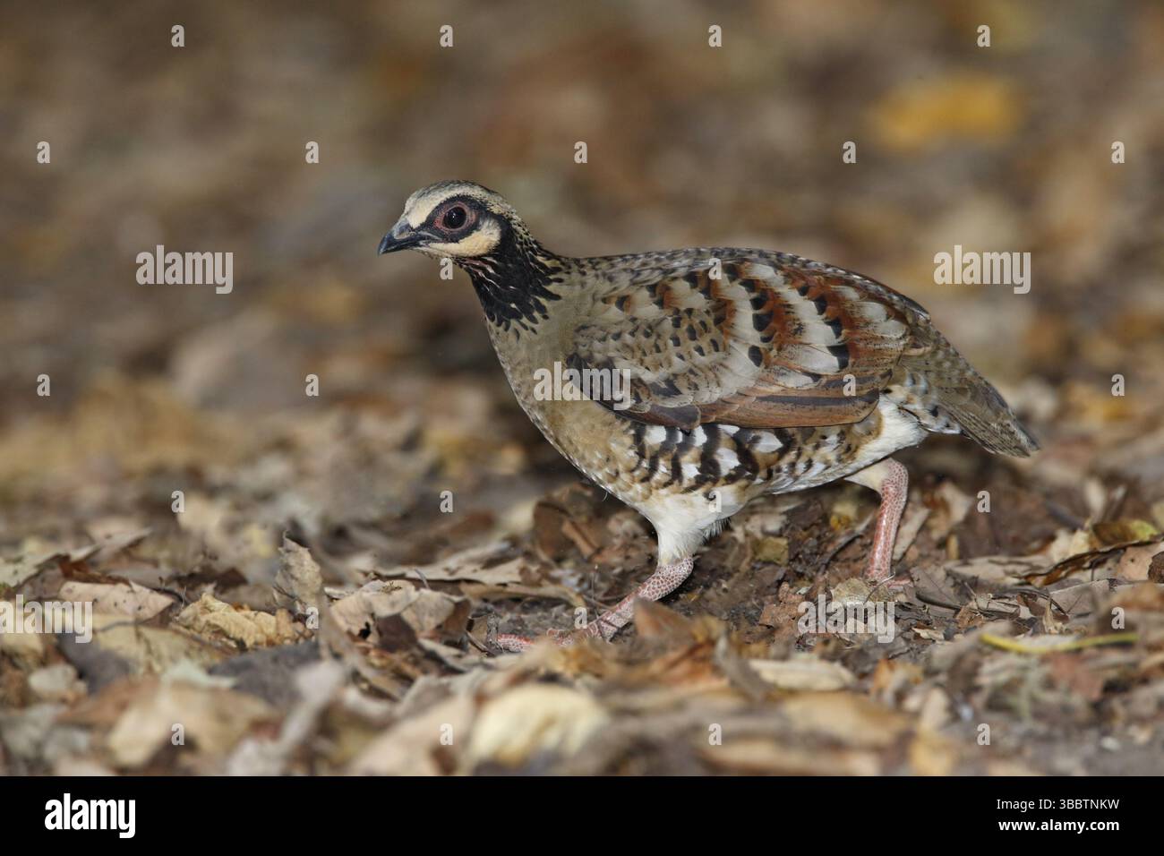 Bar-backed Partridge (Arborophila brunneopectus), Kaeng Krachan ...