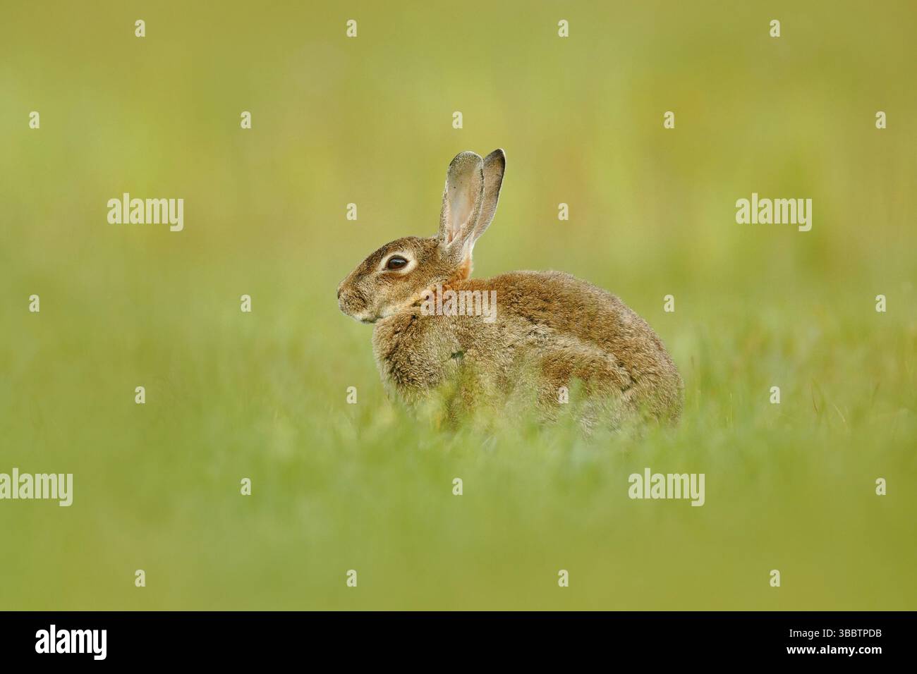 Cute rabbit with flower dandelion sitting in grass. Animal in nature ...