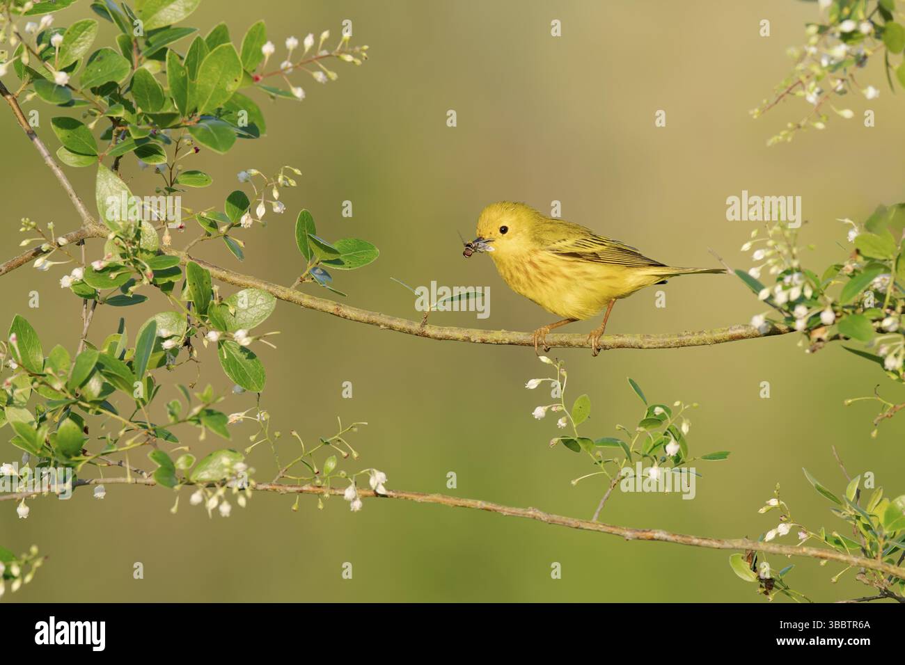 Yellow warbler in flight hi-res stock photography and images - Alamy