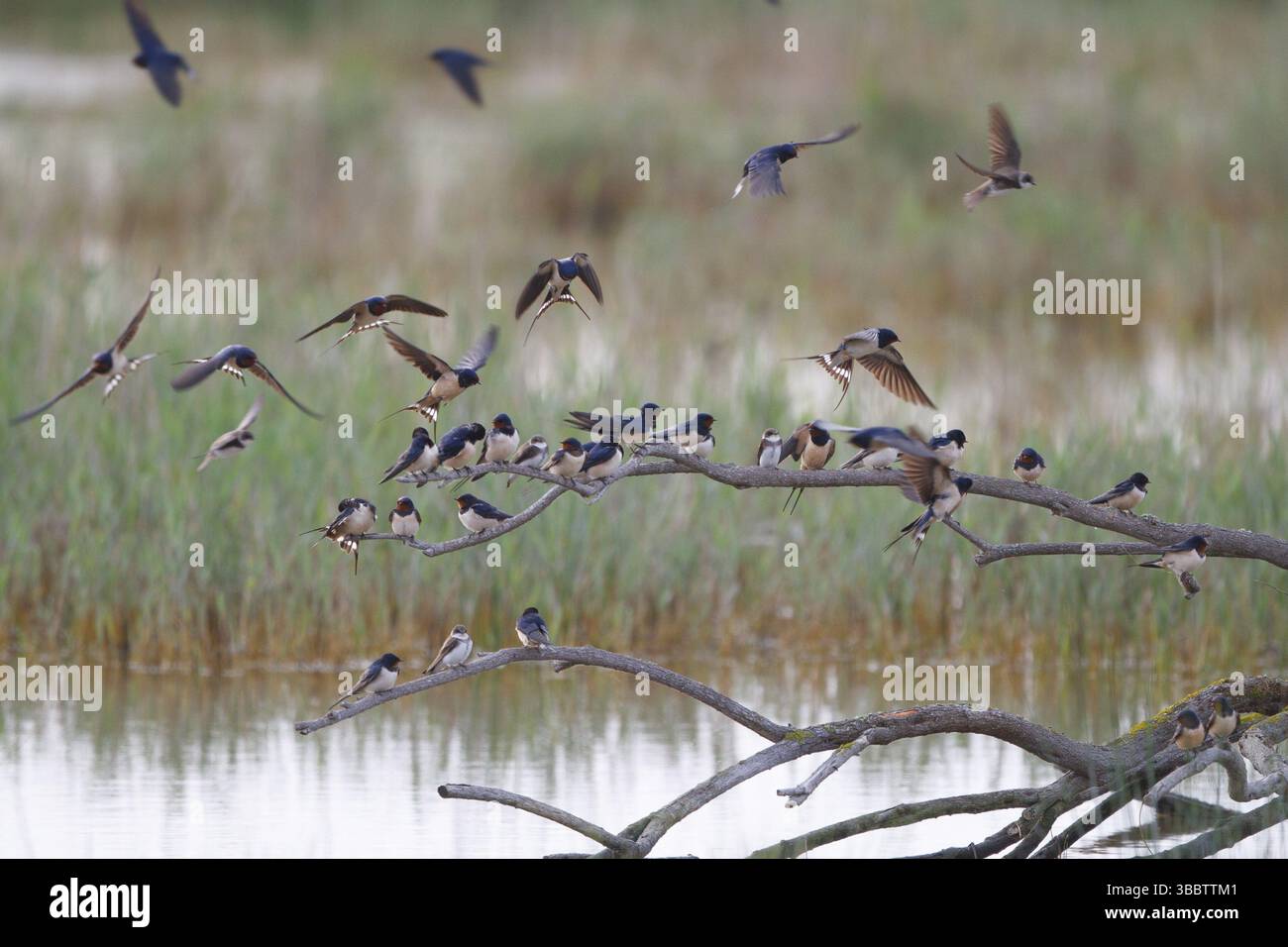 Barn Swallow & Sand Martin (Hirundo rustica & Riparia riparia ...
