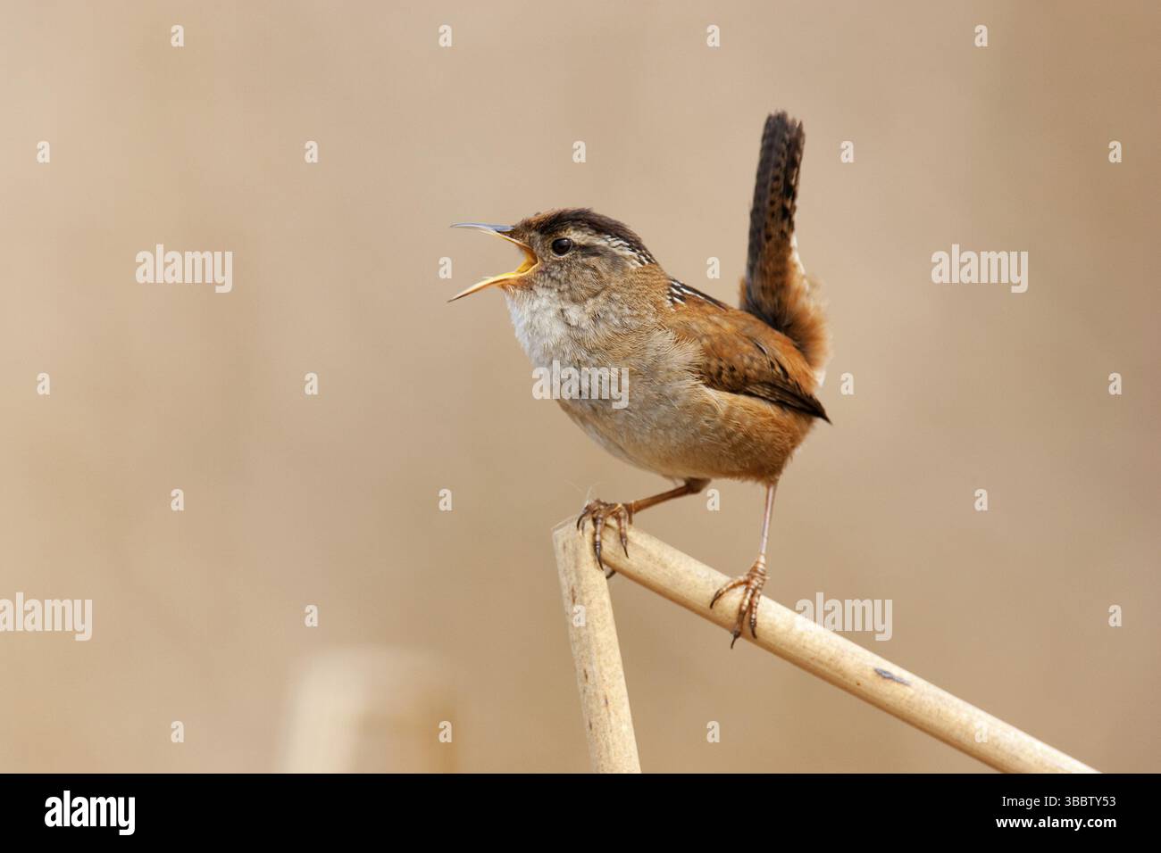 Marsh Wren (Cistothorus palustris) singing, British Columbia, Canada, North America Stock Photo