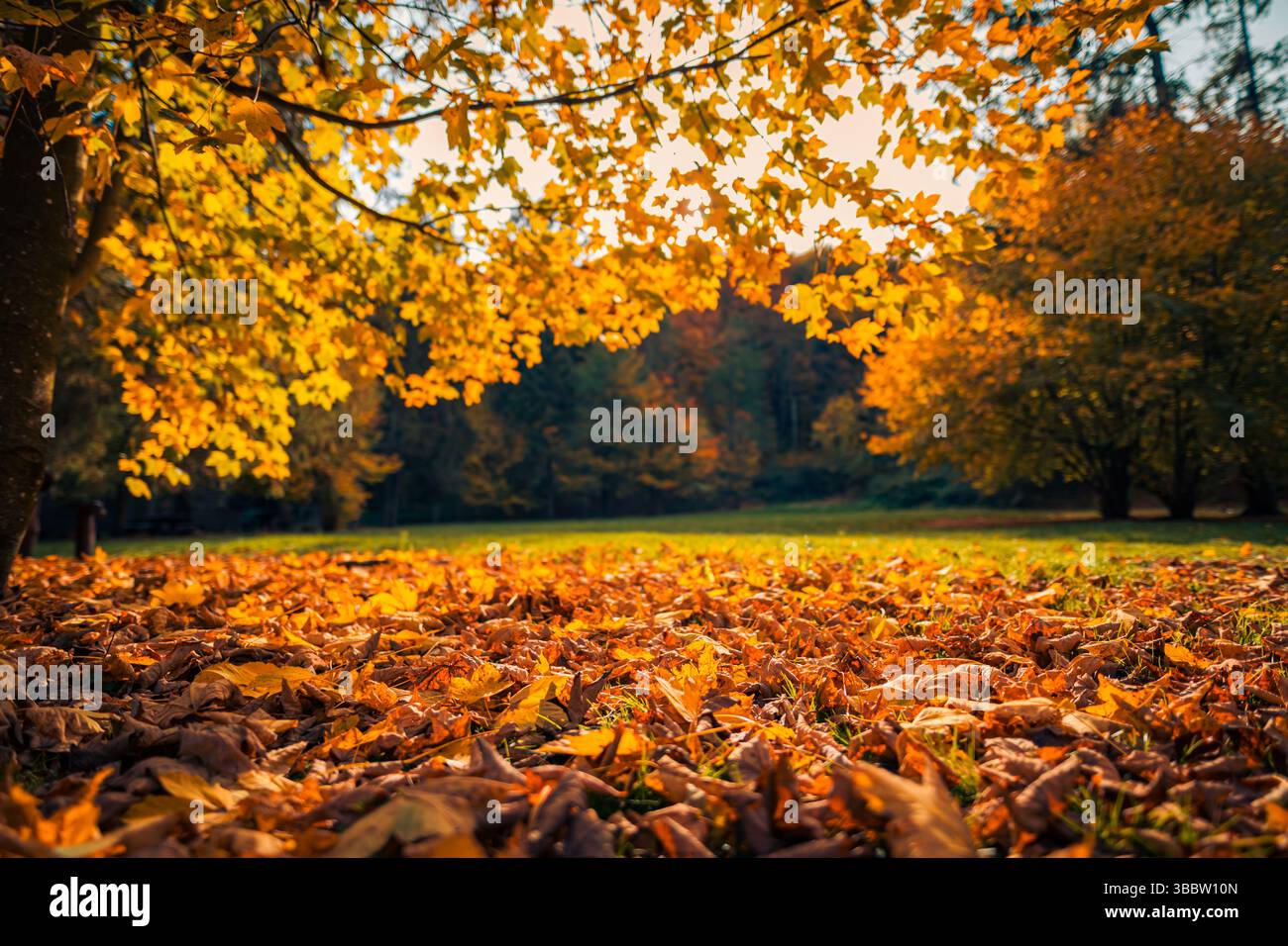 Golden tree leaves hi-res stock photography and images - Alamy