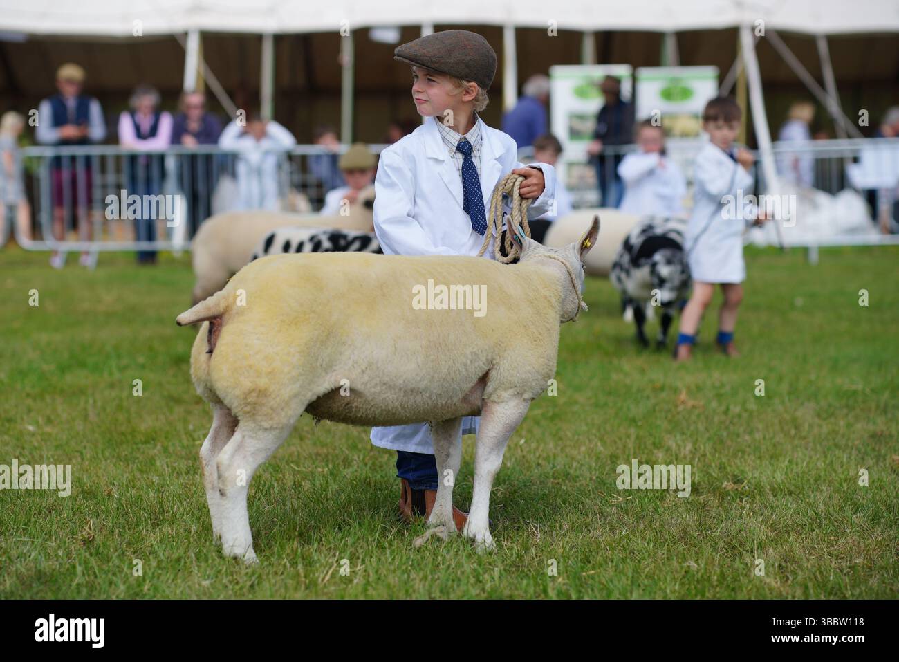 Fernley Cobbledick, 5, takes part in the Junior Shepherd Sheep Showing ...