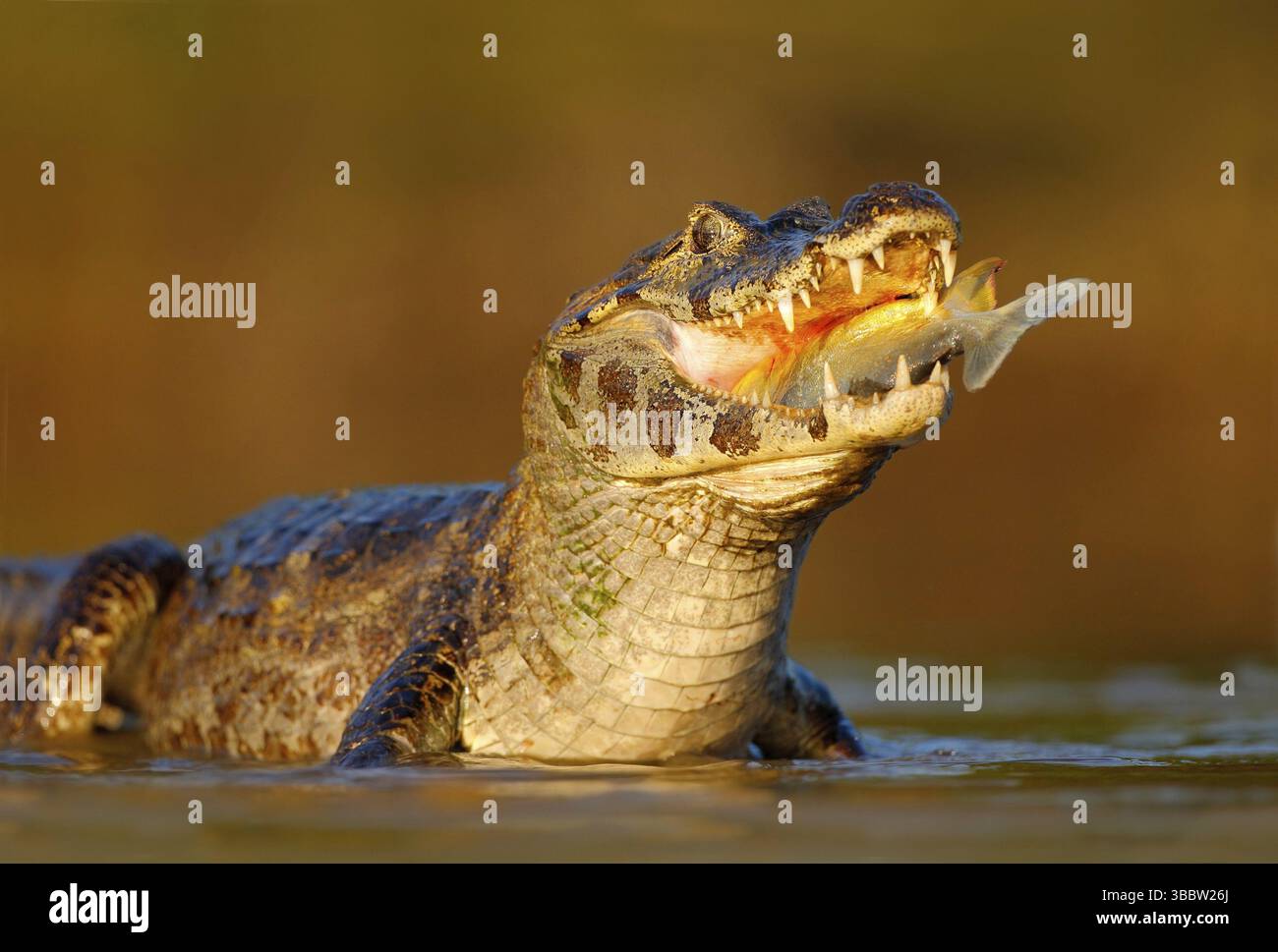 Caiman, Yacare Caiman, crocodile with fish in mouth with evening sun ...