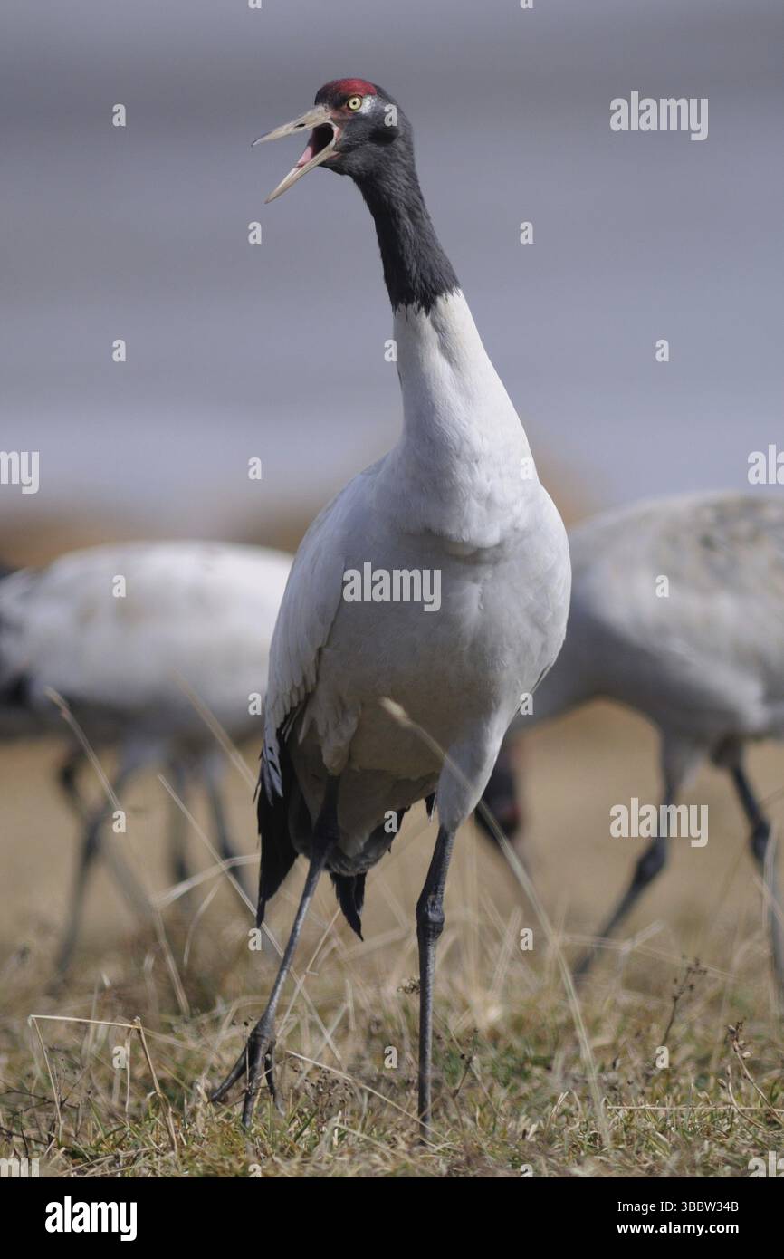 Black-necked Crane (Grus nigricollis) calling, Dashanbo, China, Asia ...