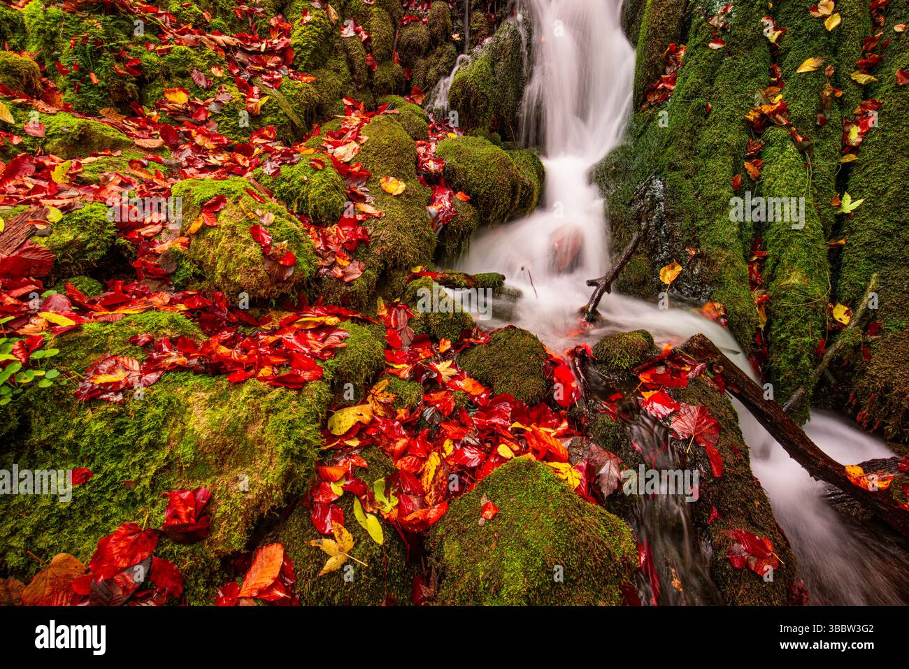 Beautiful serene mountain creek with calm water flow surrounded by colorful autumn leaves, amazing seasonal nature scenery and tranquil landscape Stock Photo