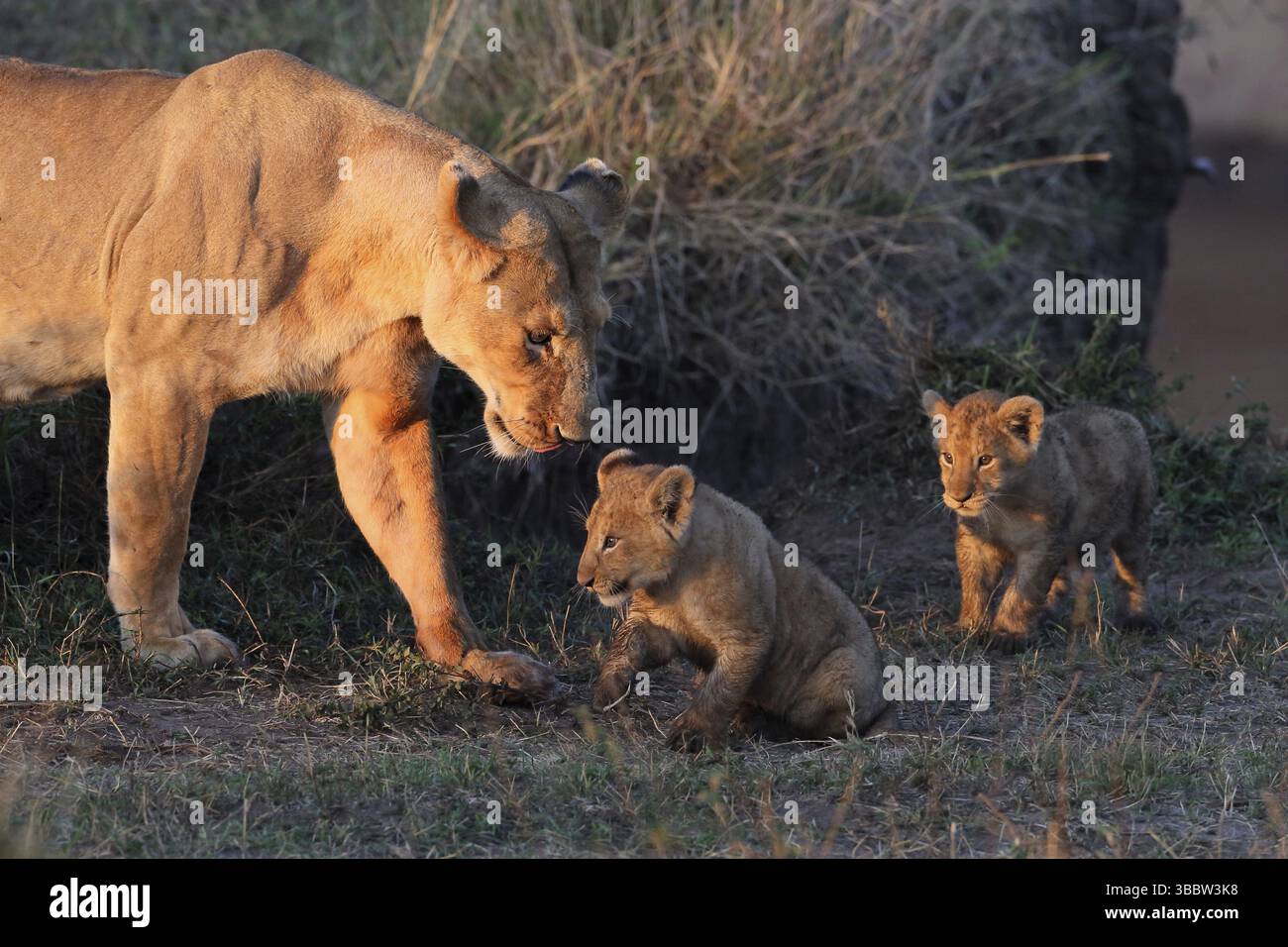 African Lion (Panthera leo) female tends her two cubs in the early morning, Masai Mara, Kenya, Africa Stock Photo