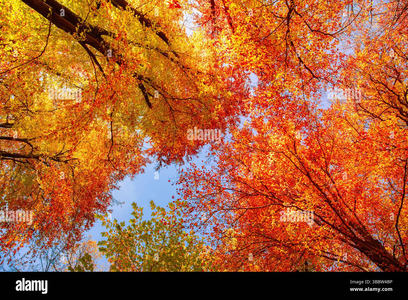 Abstract nature background seasonal autumn forest trees and colorful leaves viewed from below, artistic perspective creating scenic nature wallpaper Stock Photo