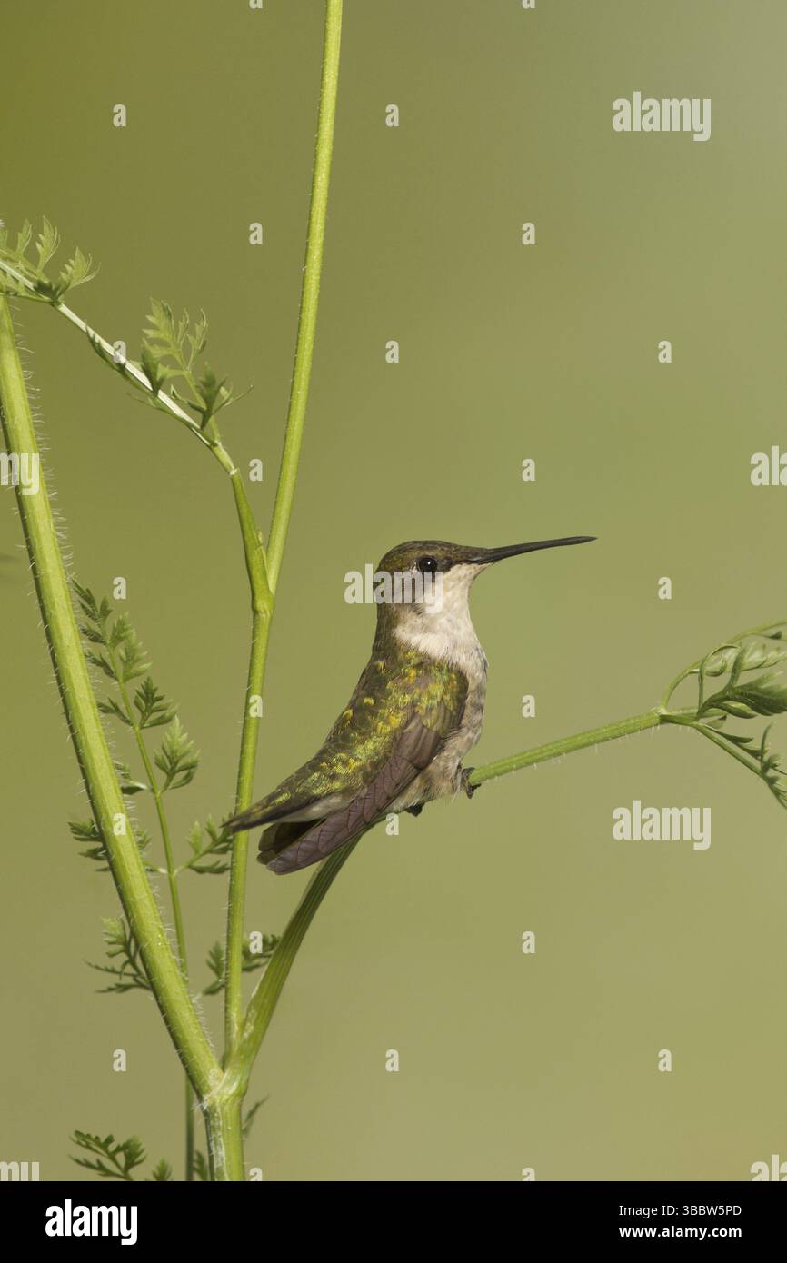 Ruby-throated Hummingbird (Archilochus colubris) juvenile, Ohio, USA ...