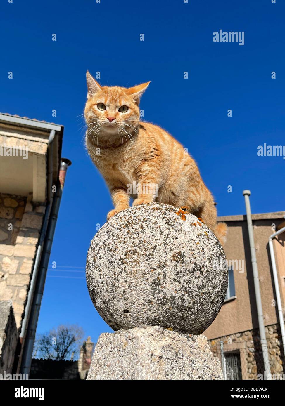 Orange tabby cat sitting on stone ball. - Smartphone Captured Stock Image