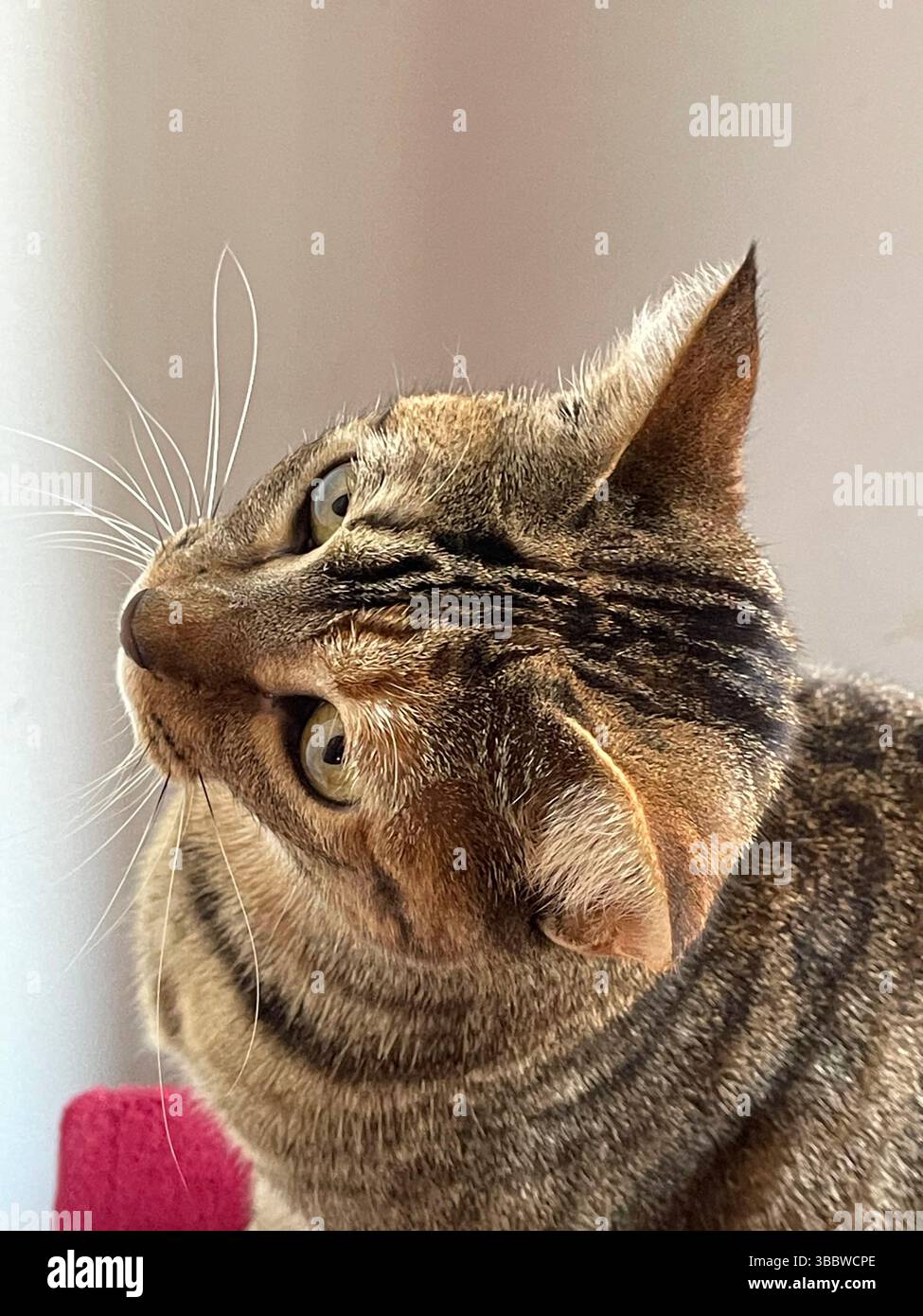 Tabby cat. Close view. - Smartphone Captured Stock Image