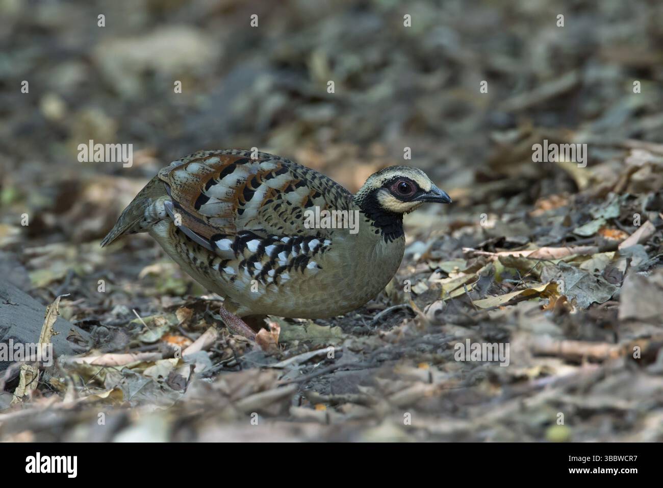 Bar-backed Partridge (Arborophila brunneopectus), Kaeng Krachan ...