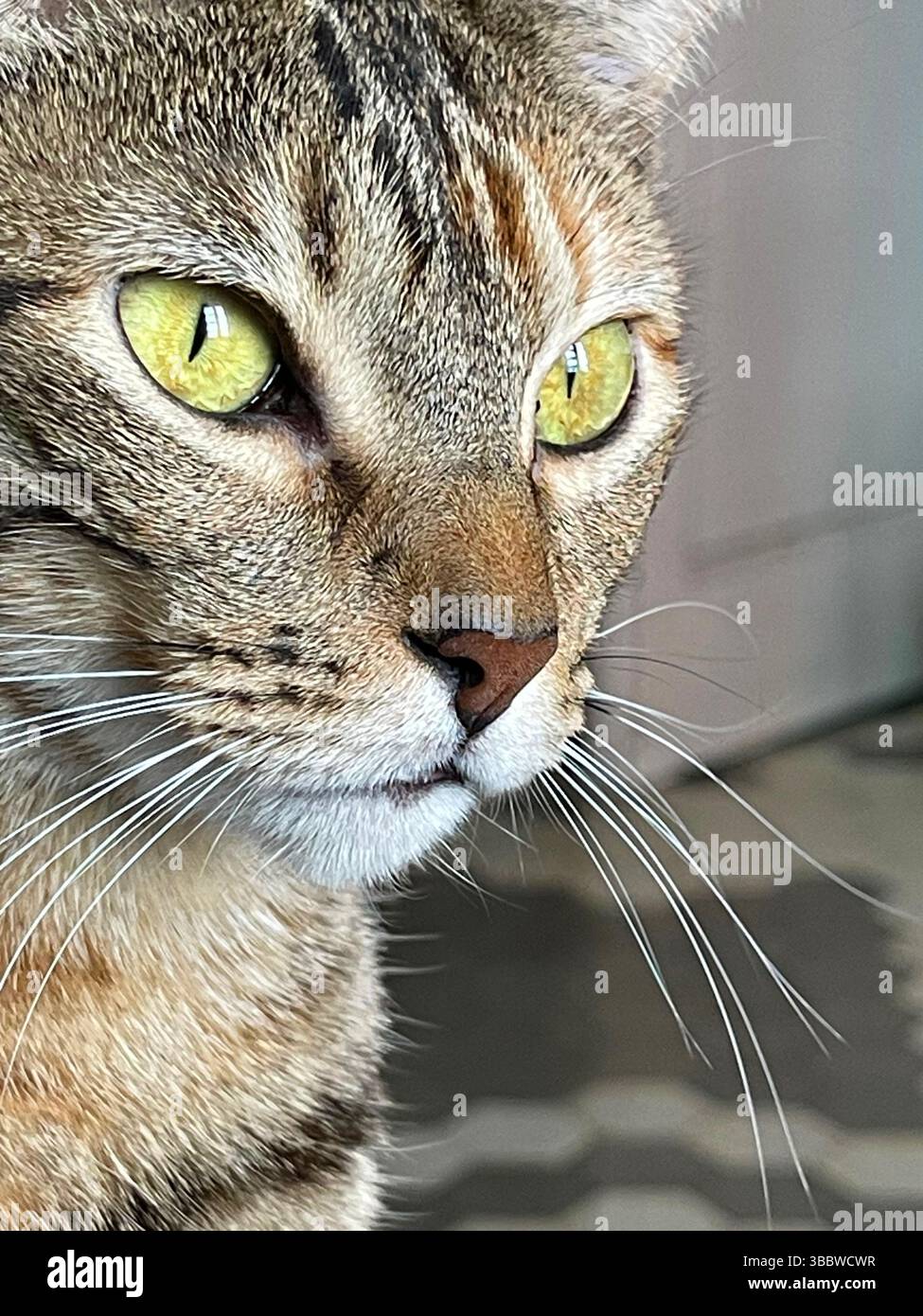 Tabby cat. Close view. - Smartphone Captured Stock Image