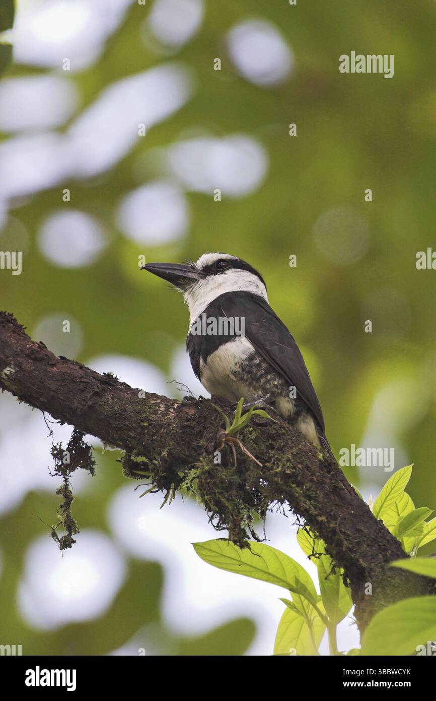 White-necked Puffbird (Notharchus hyperrhynchus), Costa Rica, Central ...