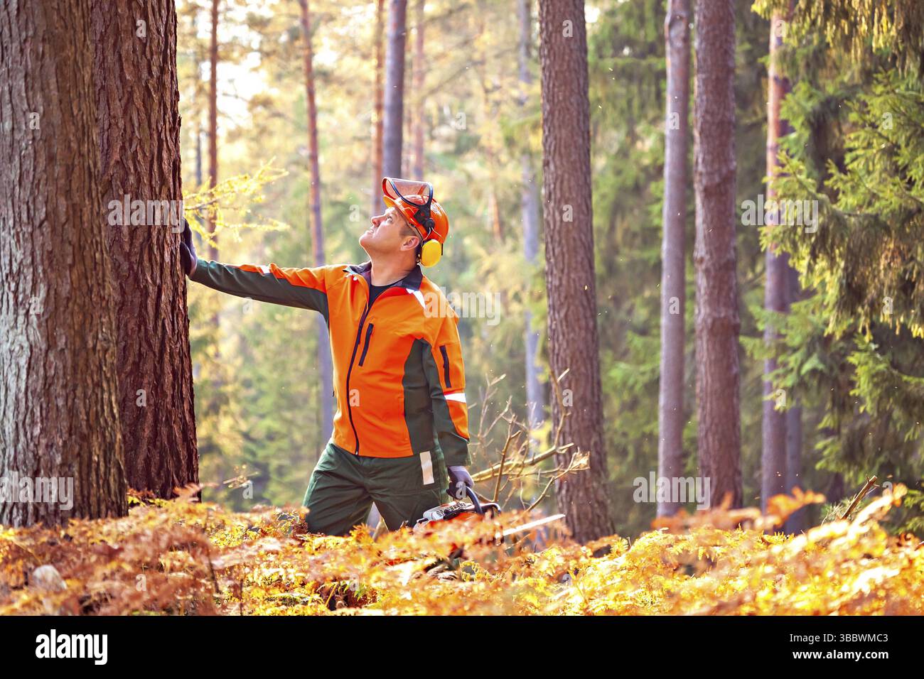 A woodcutter at work in the forest Stock Photo - Alamy