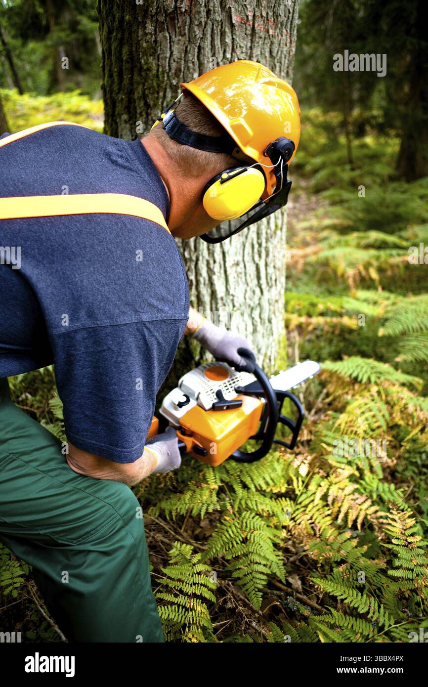 A woodcutter at work in the forest Stock Photo - Alamy