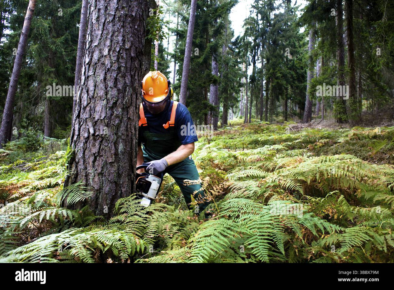 A woodcutter at work in the forest Stock Photo - Alamy