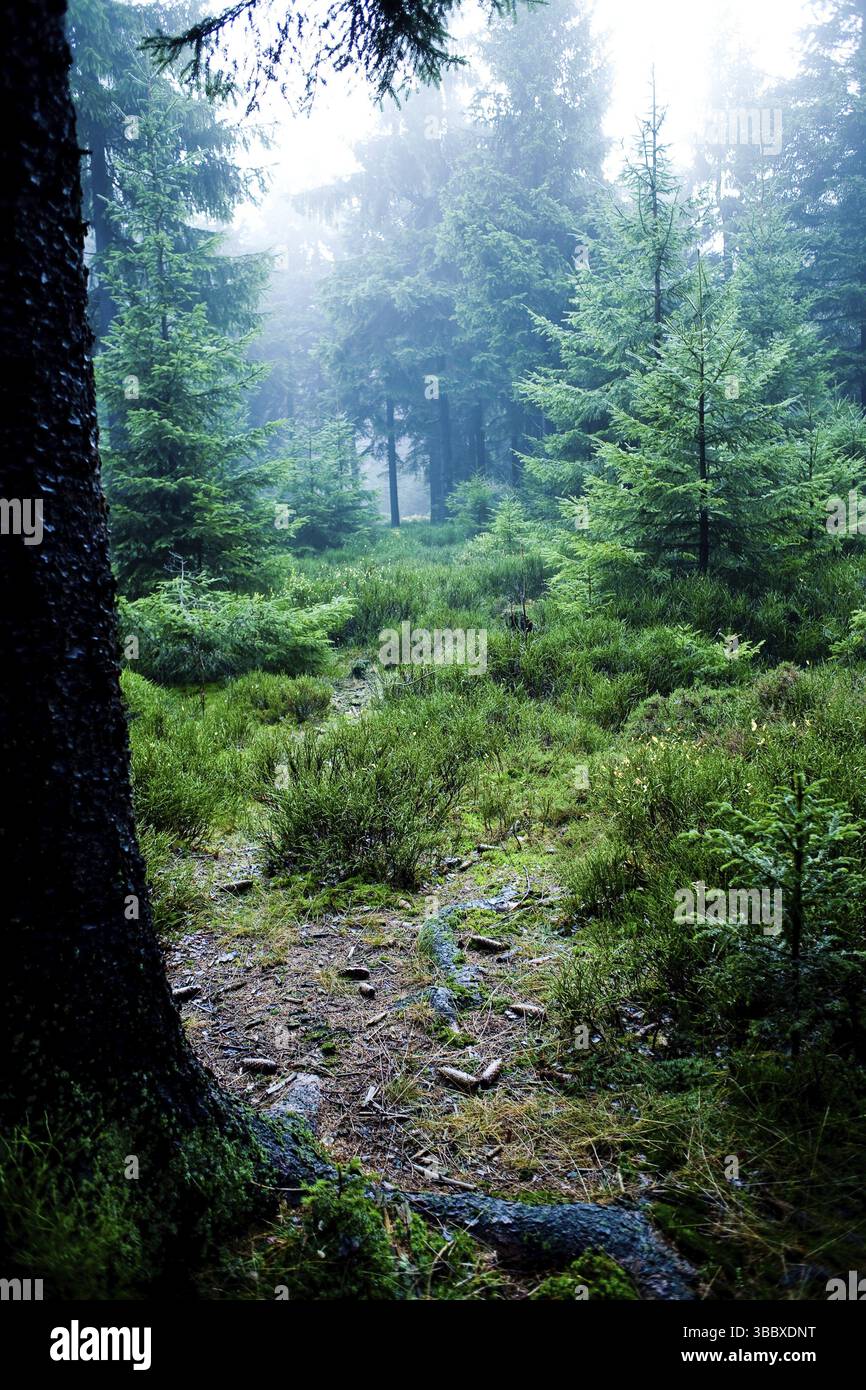 The autumn forest scene. The foggy woods Stock Photo - Alamy