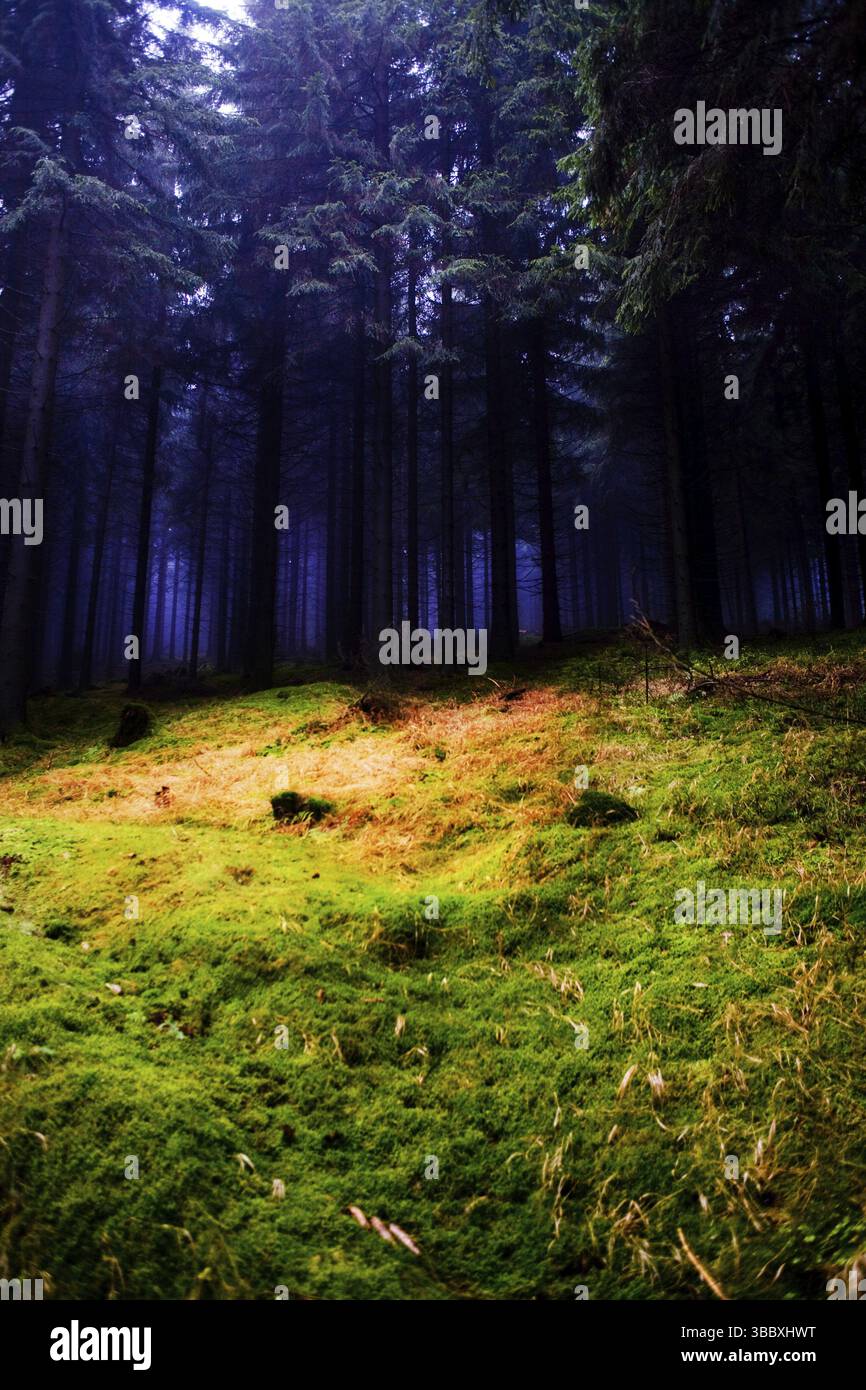 The autumn forest scene. The foggy woods Stock Photo - Alamy