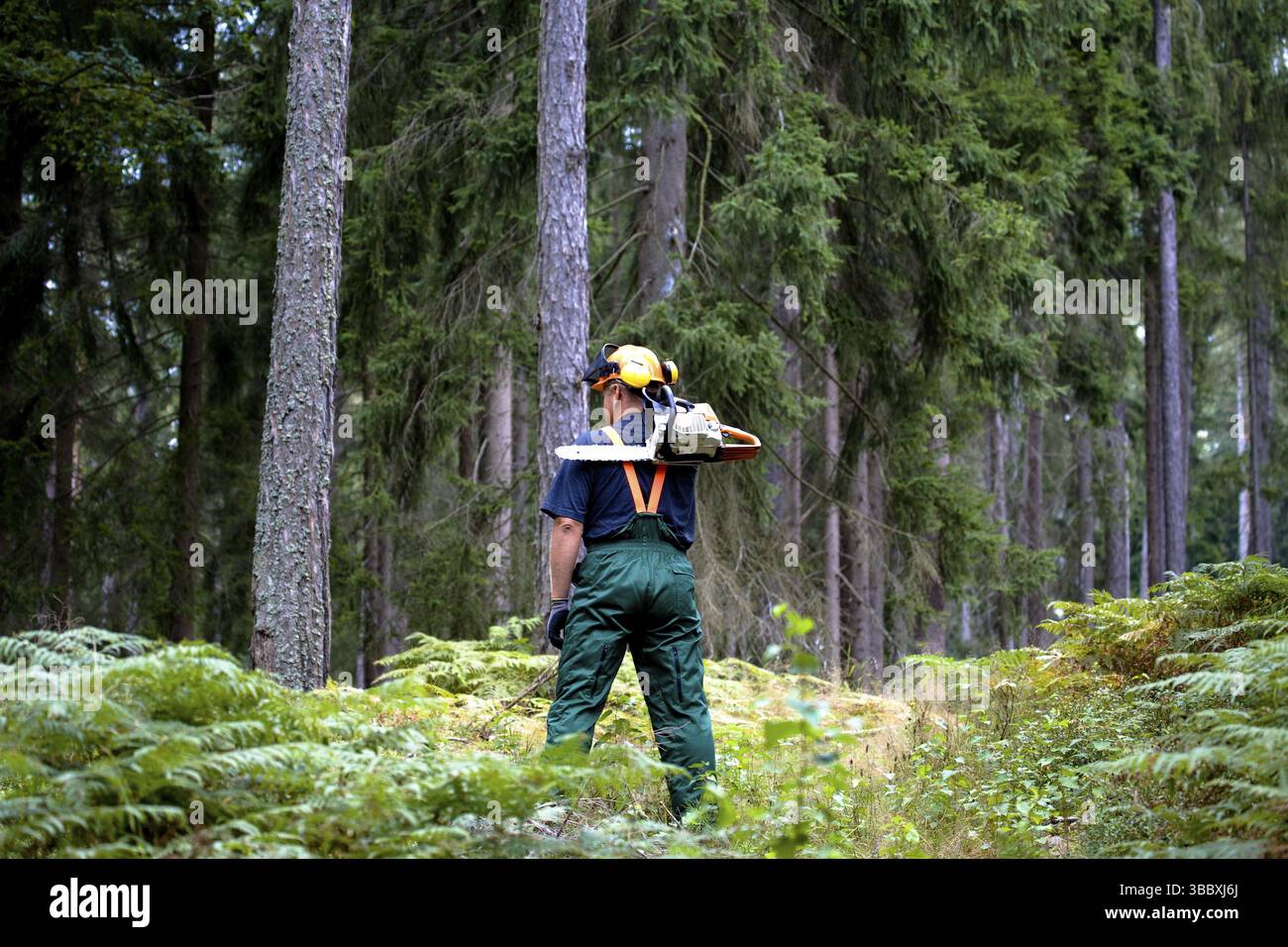 A woodcutter at work in the forest Stock Photo - Alamy