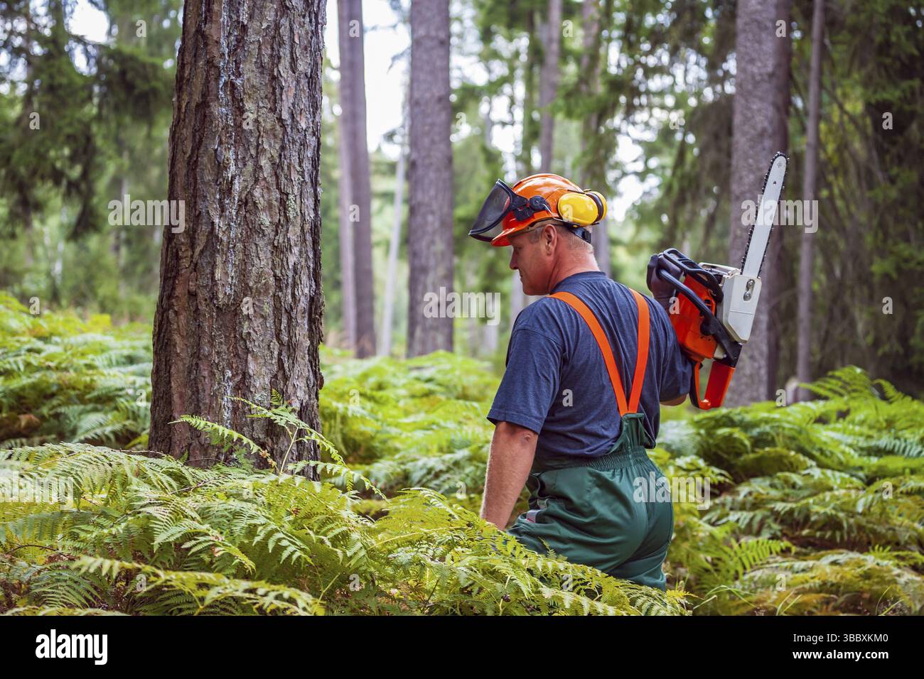 A woodcutter at work in the forest Stock Photo - Alamy