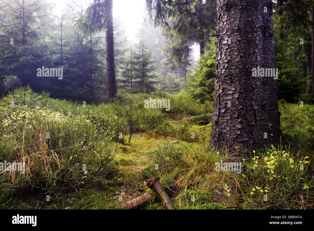The autumn forest scene. The foggy woods Stock Photo - Alamy