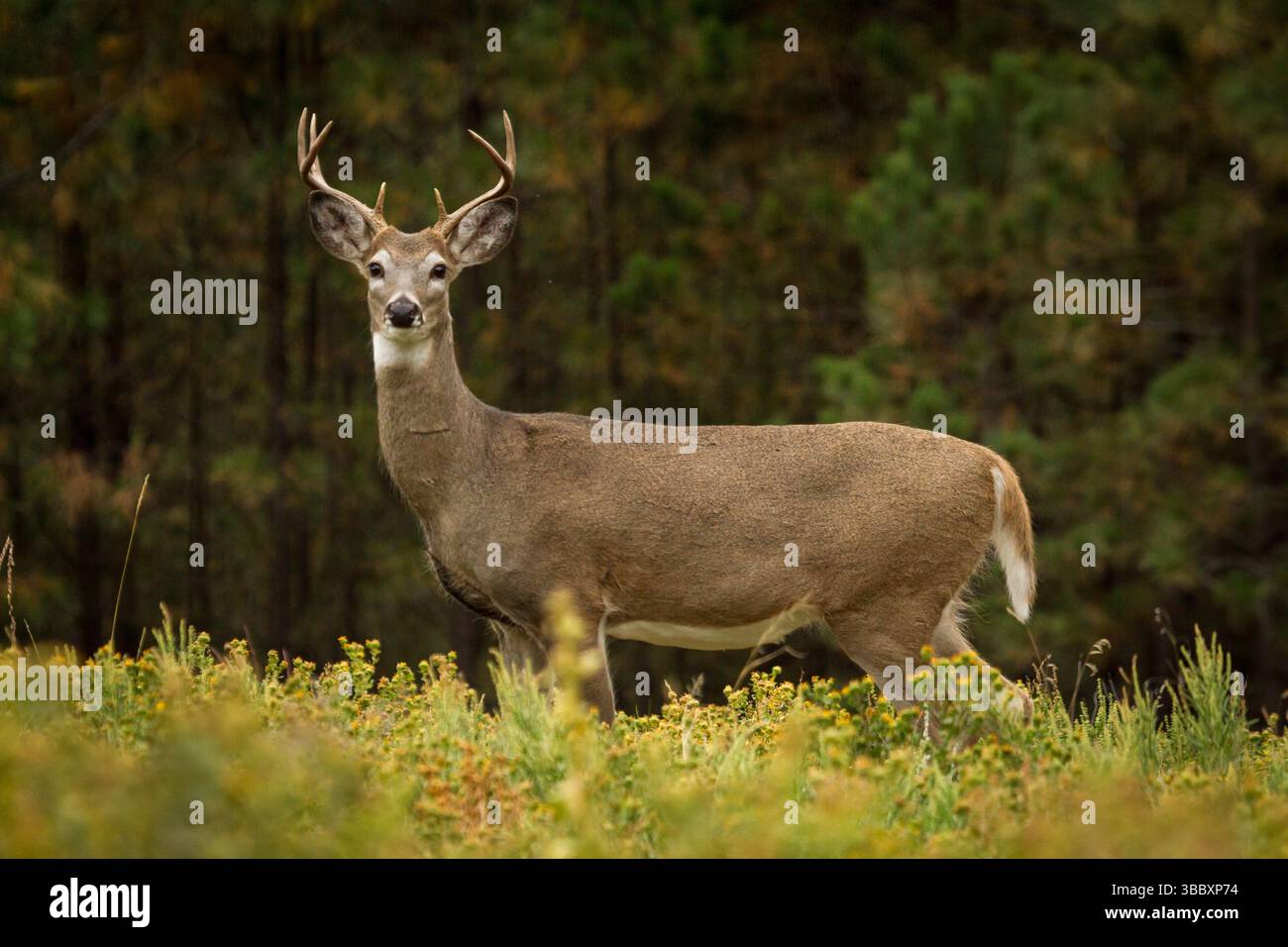 Buck ridge hi-res stock photography and images - Alamy