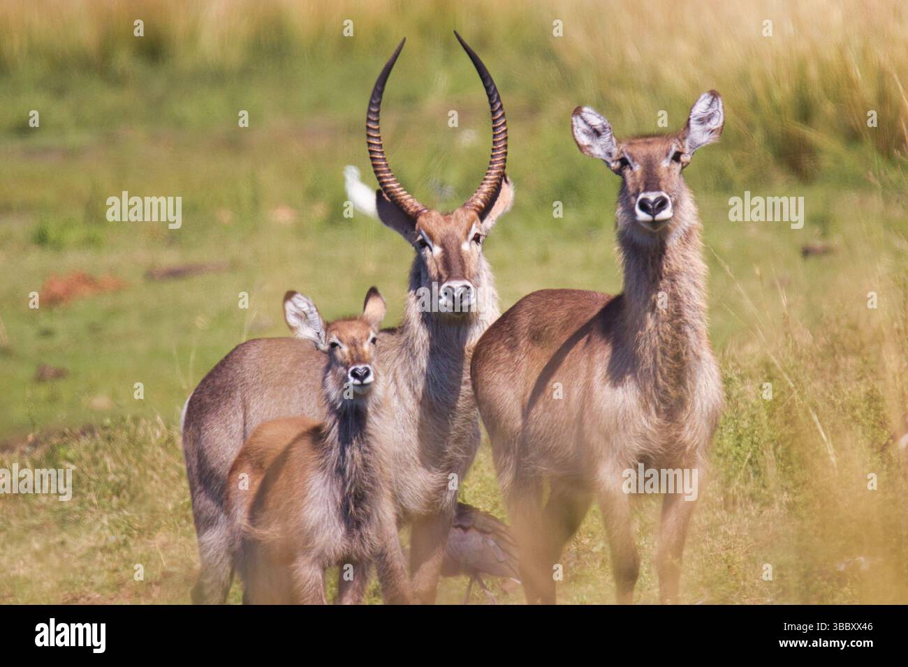 male-female-and-young-waterbuck-in-kruger-national-park-south-africa