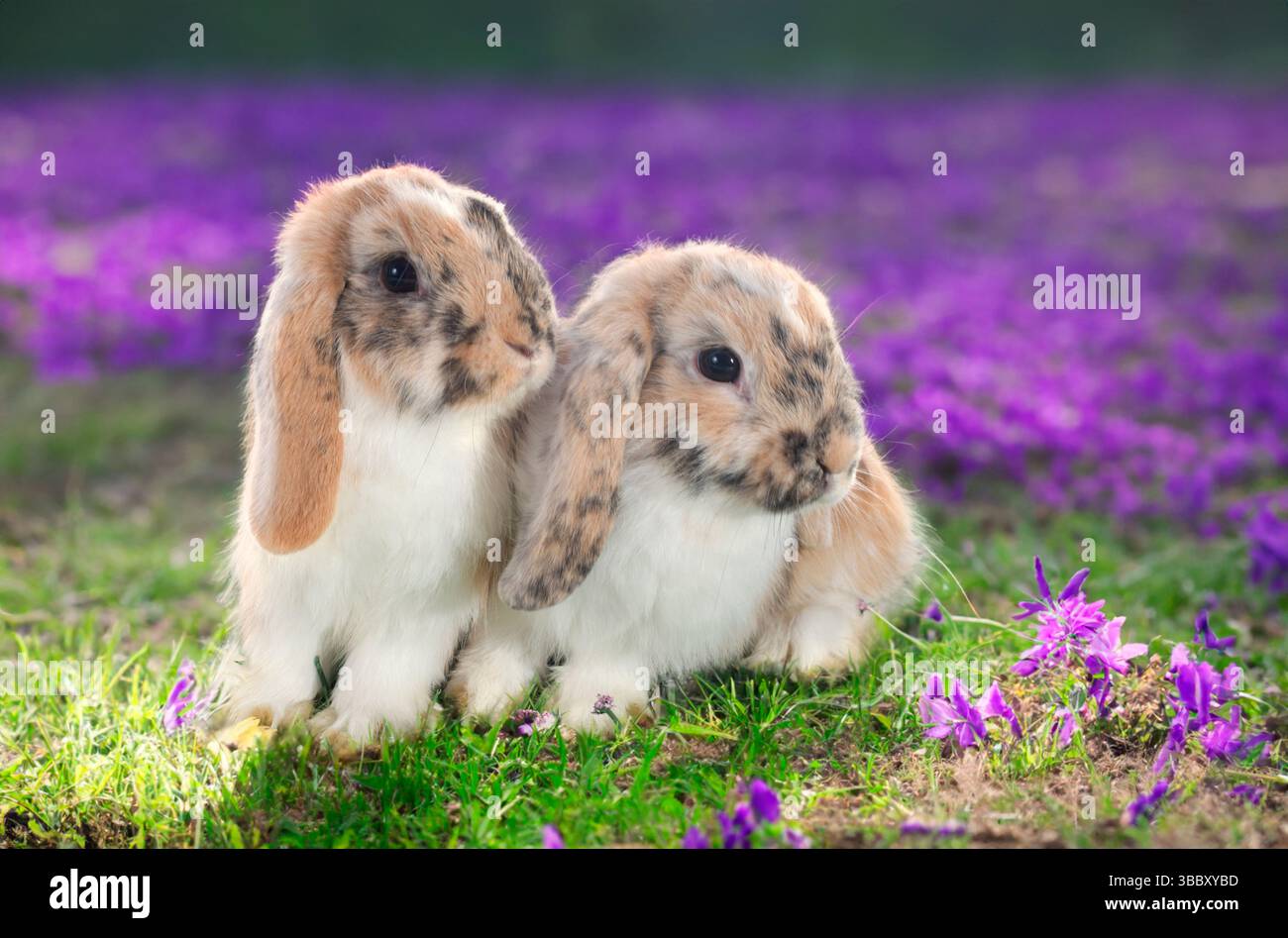 Rabbit lop rabbits english hi-res stock photography and images - Alamy
